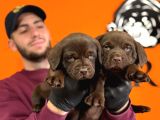 Ruhsatlı çiftlikten labrador yavrular