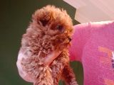Mini Teacup Poodle Yavrumuz