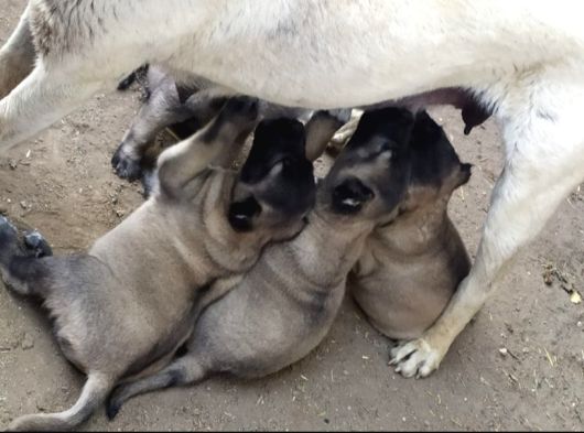 Kangal Yavrularımız Sahi Sivas Kangalı görsel