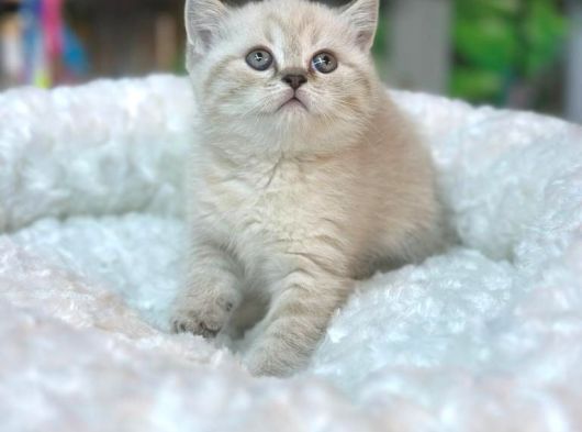 British Lynx Point Erkek