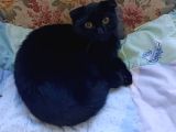 Ücretsiz Siyah Scottish Fold Yavrumuza Yeni Yuva Arıyoruz 4 Aylık Diş