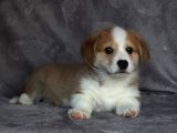 Secereli Welsh Corgi Yavruları