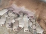 Bebek Yüzlü Golden Retriever Yavrularımız