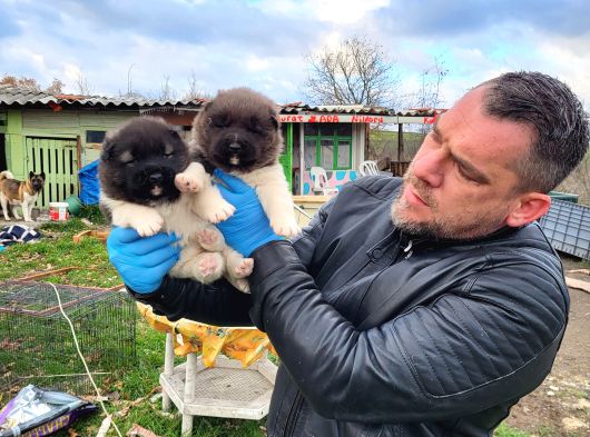 Erkek Amerikan Akita Yavrularımız görsel