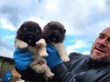 Erkek amerikan akita yavrularımız
