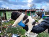 Erkek Amerikan Akita Yavrularımız