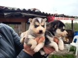 Dişi erkek sibirya kurdu husky yavrularımız