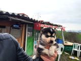 Dişi Erkek Sibirya Kurdu Husky Yavrularımız