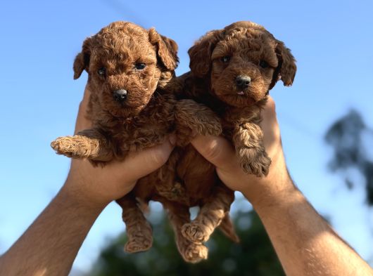 Safkan Teacup Poodle Aşili Garanti̇li̇