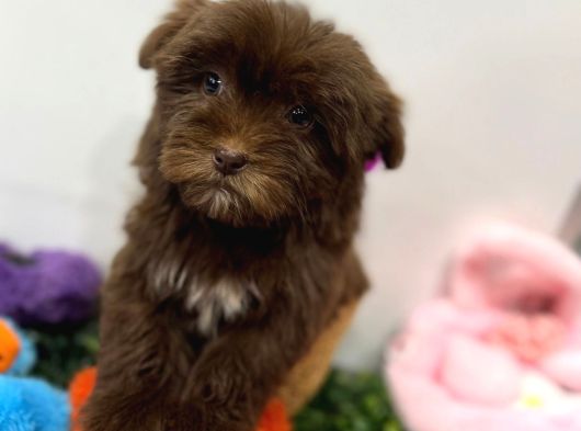 Özel Renk Çikolata Maltipoo Yavrumuz