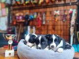 Zeka Küpü Border Collie Bebekler Için Acele Edin