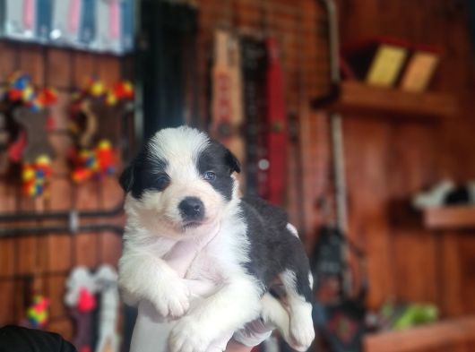 Zeka Küpü Border Collie Bebekler Için Acele Edin görsel