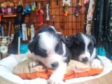 Zeka Küpü Border Collie Bebekler Için Acele Edin