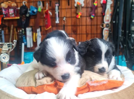 Zeka Küpü Border Collie Bebekler Için Acele Edin görsel