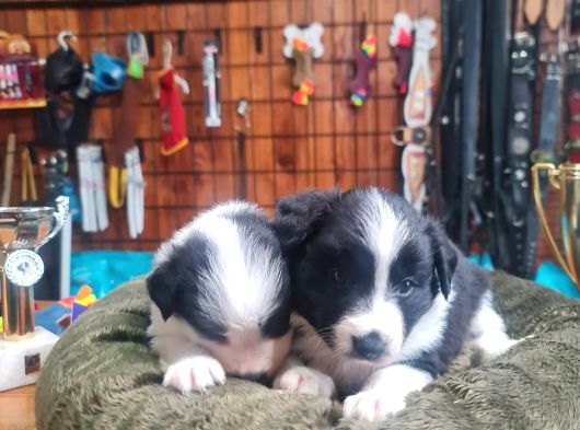 Zeka Küpü Border Collie Bebekler Için Acele Edin görsel