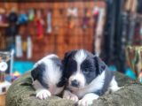 Zeka Küpü Border Collie Bebekler Için Acele Edin