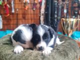 Zeka Küpü Border Collie Bebekler Için Acele Edin