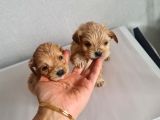 Teacup Minnaklarım Teslime Hazır