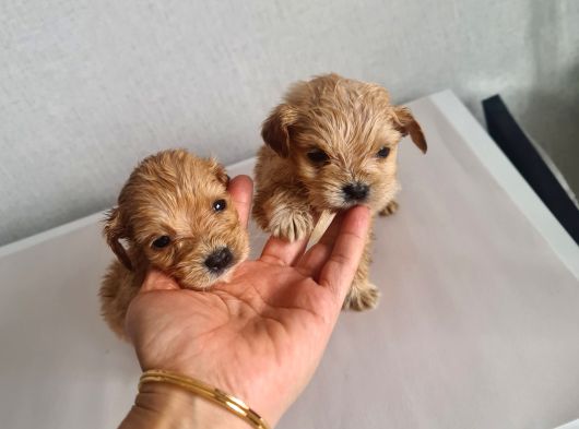 Teacup Minnaklarım Teslime Hazır görsel