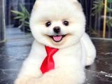 Dünya Tatlısı Teddy Face Pom Boo Bebekler