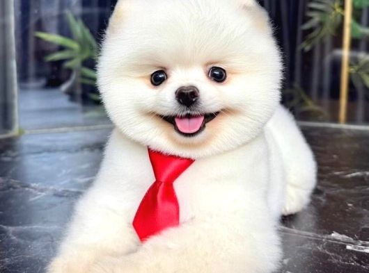 Dünya Tatlısı Teddy Face Pom Boo Bebekler görsel