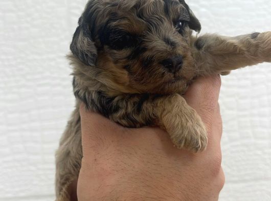 Egzotik Poodle görsel