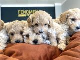 Orji̇nal Malti̇poo Yavrular Ankara Mağazamizda Canli Görün