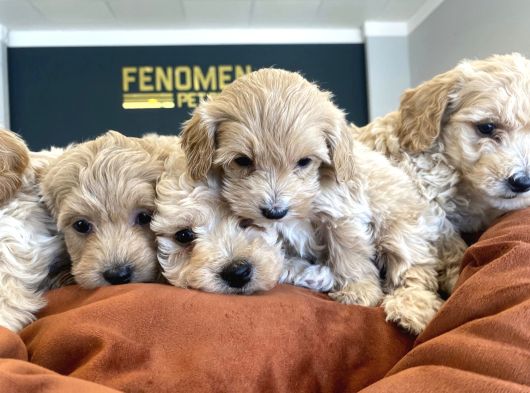 Orji̇nal Malti̇poo Yavrular Ankara Mağazamizda Canli Görün görsel