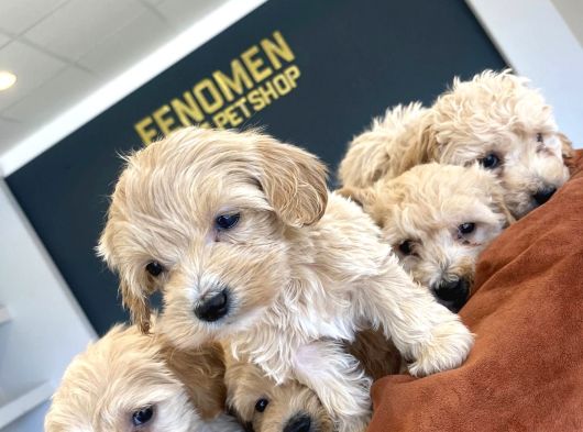 Orji̇nal Malti̇poo Yavrular Ankara Mağazamizda Canli Görün görsel