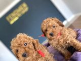Orji̇nal Malti̇poo Yavrular Ankara Mağazamizda Canli Görün