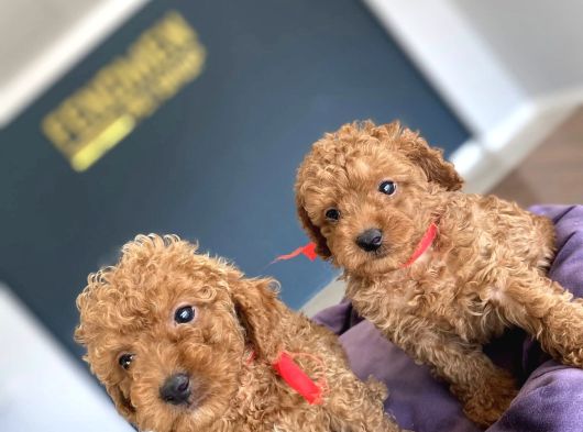 Orji̇nal Malti̇poo Yavrular Ankara Mağazamizda Canli Görün görsel