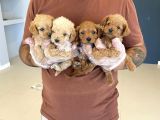 Orji̇nal Malti̇poo Yavrular Ankara Mağazamizda Canli Görün