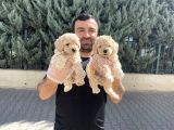 Orji̇nal Malti̇poo Yavrular Ankara Mağazamizda Canli Görün