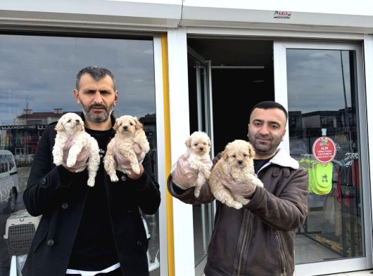 Orji̇nal Malti̇poo Yavrular Ankara Mağazamizda Canli Görün görsel