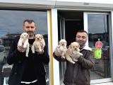 Orji̇nal Malti̇poo Yavrular Ankara Mağazamizda Canli Görün