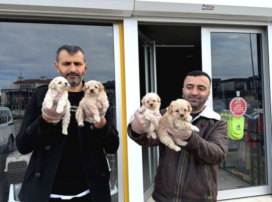 Orji̇nal Malti̇poo Yavrular Ankara Mağazamizda Canli Görün görsel