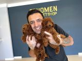 Tr Ni̇n En Güzel Toy Poodle Yavrulari Renk Renk Ankara