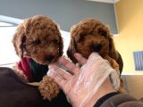 Tr Ni̇n En Güzel Toy Poodle Yavrulari Renk Renk Ankara