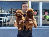 Tr Ni̇n En Güzel Toy Poodle Yavrulari Renk Renk Ankara