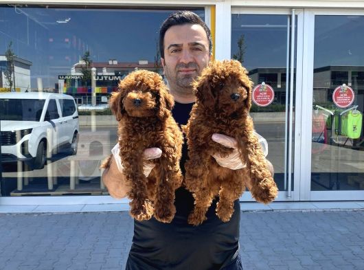 Tr Ni̇n En Güzel Toy Poodle Yavrulari Renk Renk Ankara görsel