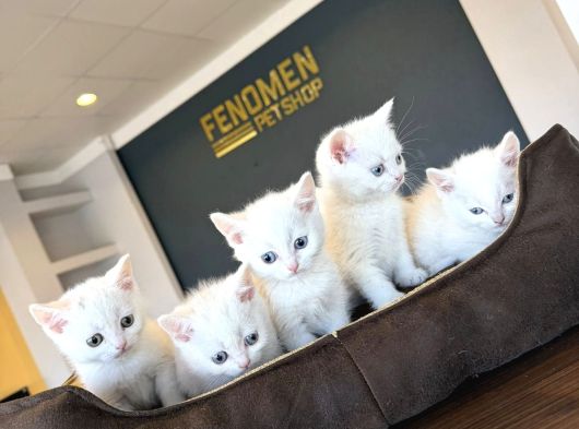 Kedi̇ci̇den Renk Renk British Shorthair Yavrulari Ankara görsel
