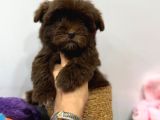 Özel Renk Çikolata Maltipoo Yavrumuz