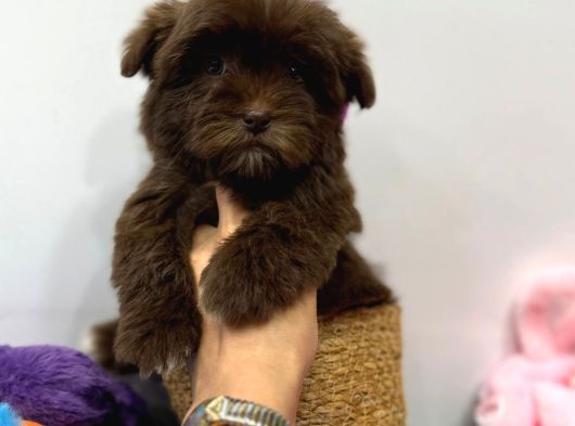 Özel Renk Çikolata Maltipoo Yavrumuz görsel