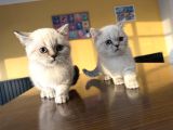 Kedi̇ci̇den Renk Renk British Shorthair Yavrulari Ankara