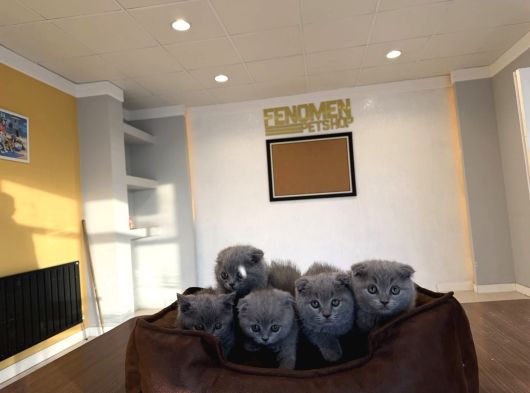 Top Kafa Scottish Fold Yavrulari Fenomen Pet Shop Ankara görsel