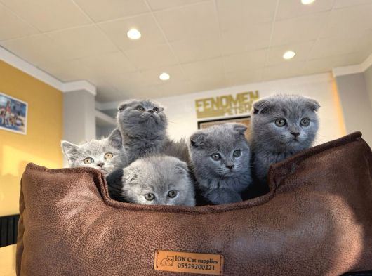 Top Kafa Scottish Fold Yavrulari Fenomen Pet Shop Ankara görsel