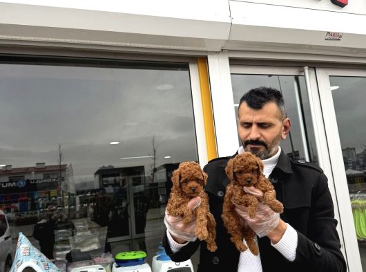 Tr Ni̇n En Güzel Toy Poodle Yavrulari Renk Renk Ankara görsel