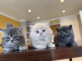 Top Kafa Scottish Fold Yavrulari Fenomen Pet Shop Ankara