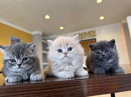 Top Kafa Scottish Fold Yavrulari Fenomen Pet Shop Ankara görsel