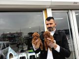 Tr Ni̇n En Güzel Toy Poodle Yavrulari Renk Renk Ankara